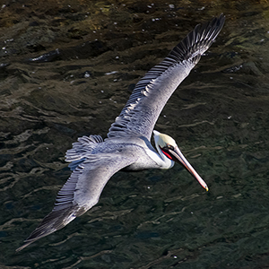 Carmel By-The-Sea Photography